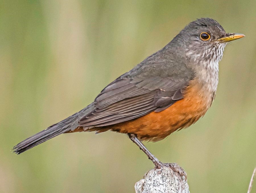 (Zorzal Colorado – Foto: eBrid)